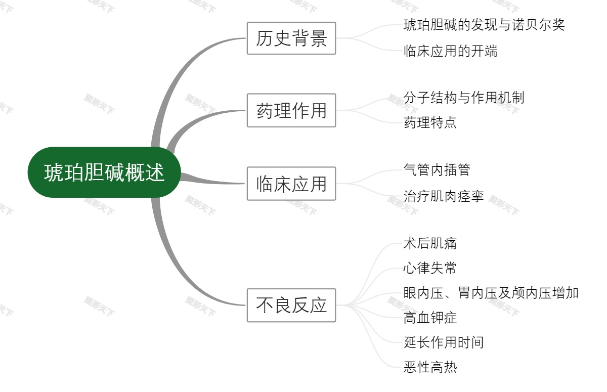 琥珀胆碱概述