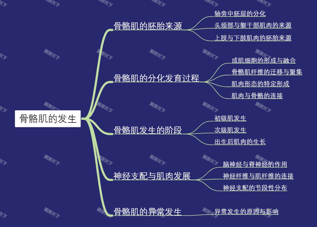 骨骼肌的发生