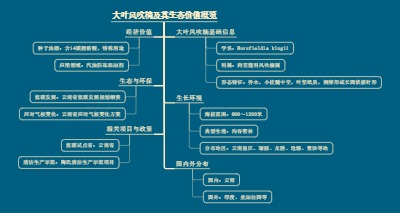 大叶风吹楠及其生态价值概览