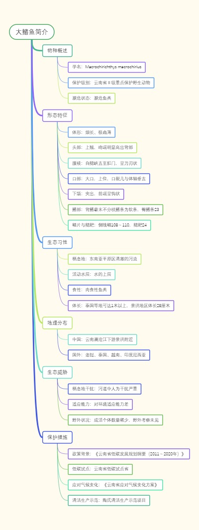 大鳍鱼简介
