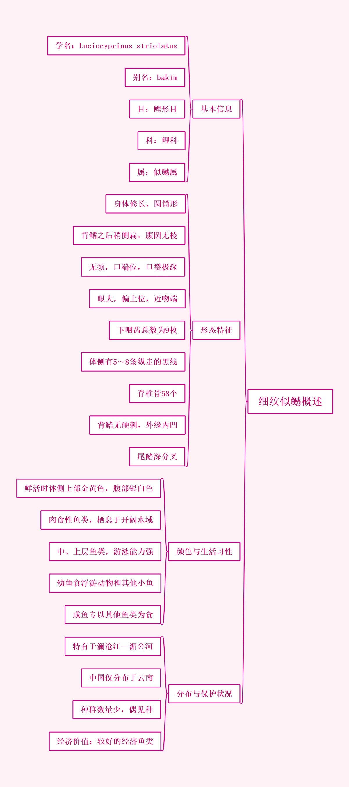 细纹似鳡概述