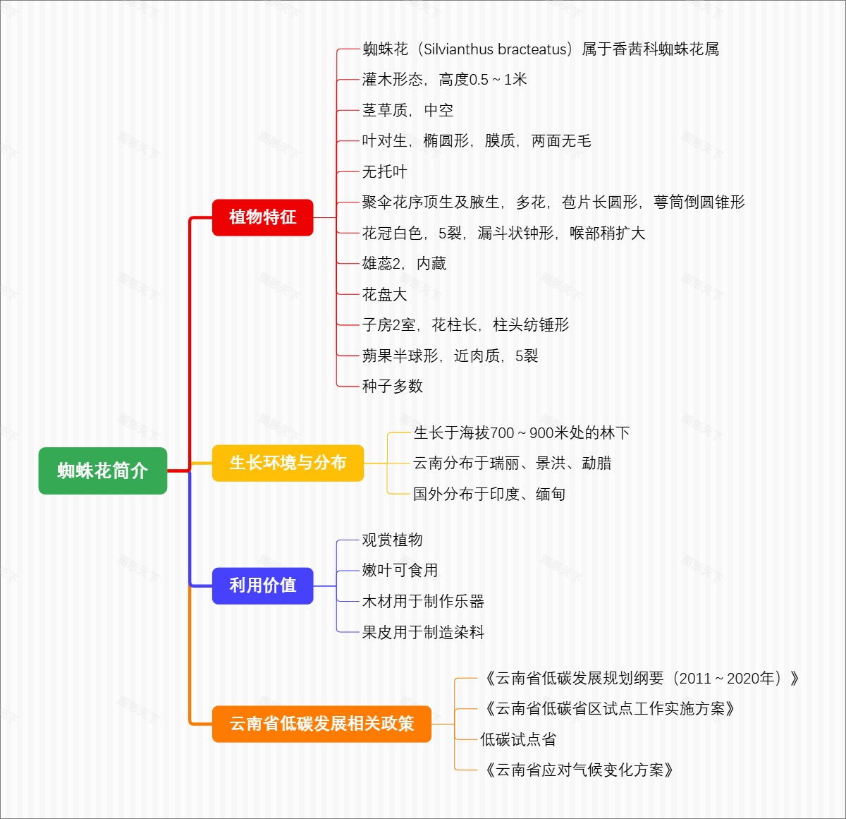 蜘蛛花简介