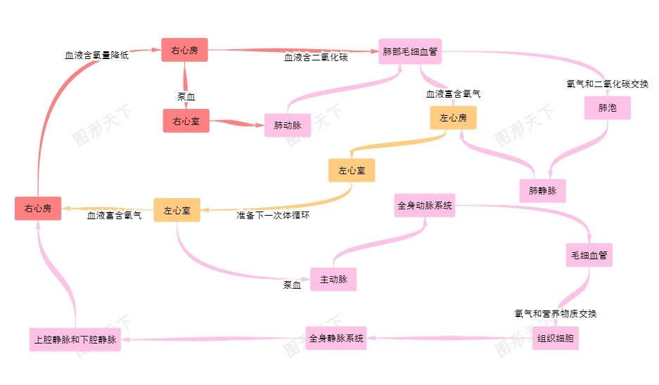 人体血液循环系统