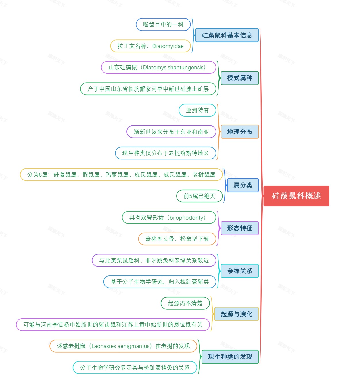 硅藻鼠科概述