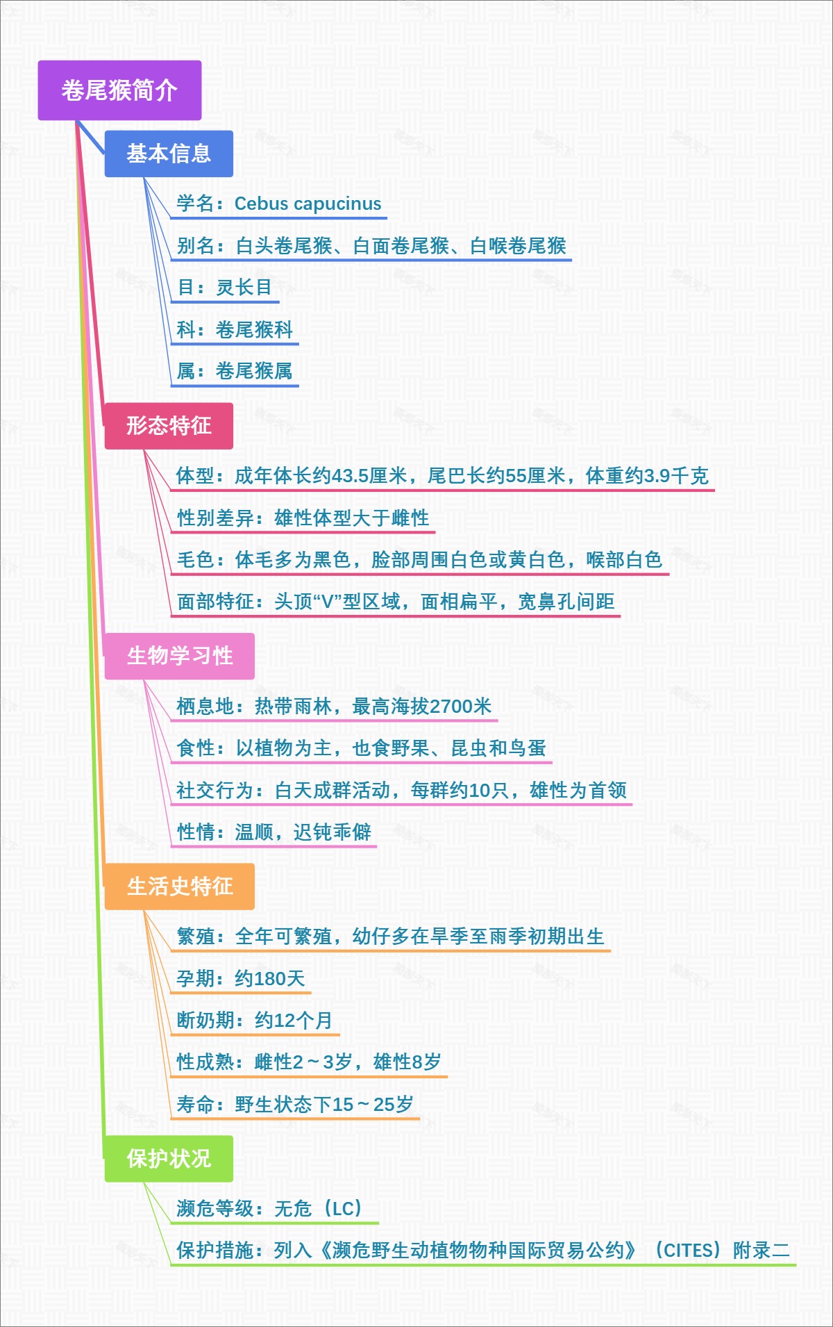 卷尾猴简介