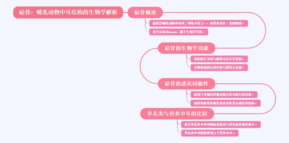 砧骨：哺乳动物中耳结构的生物学解析