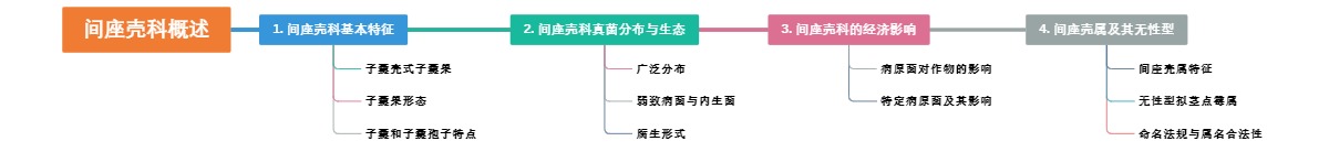 间座壳科概述