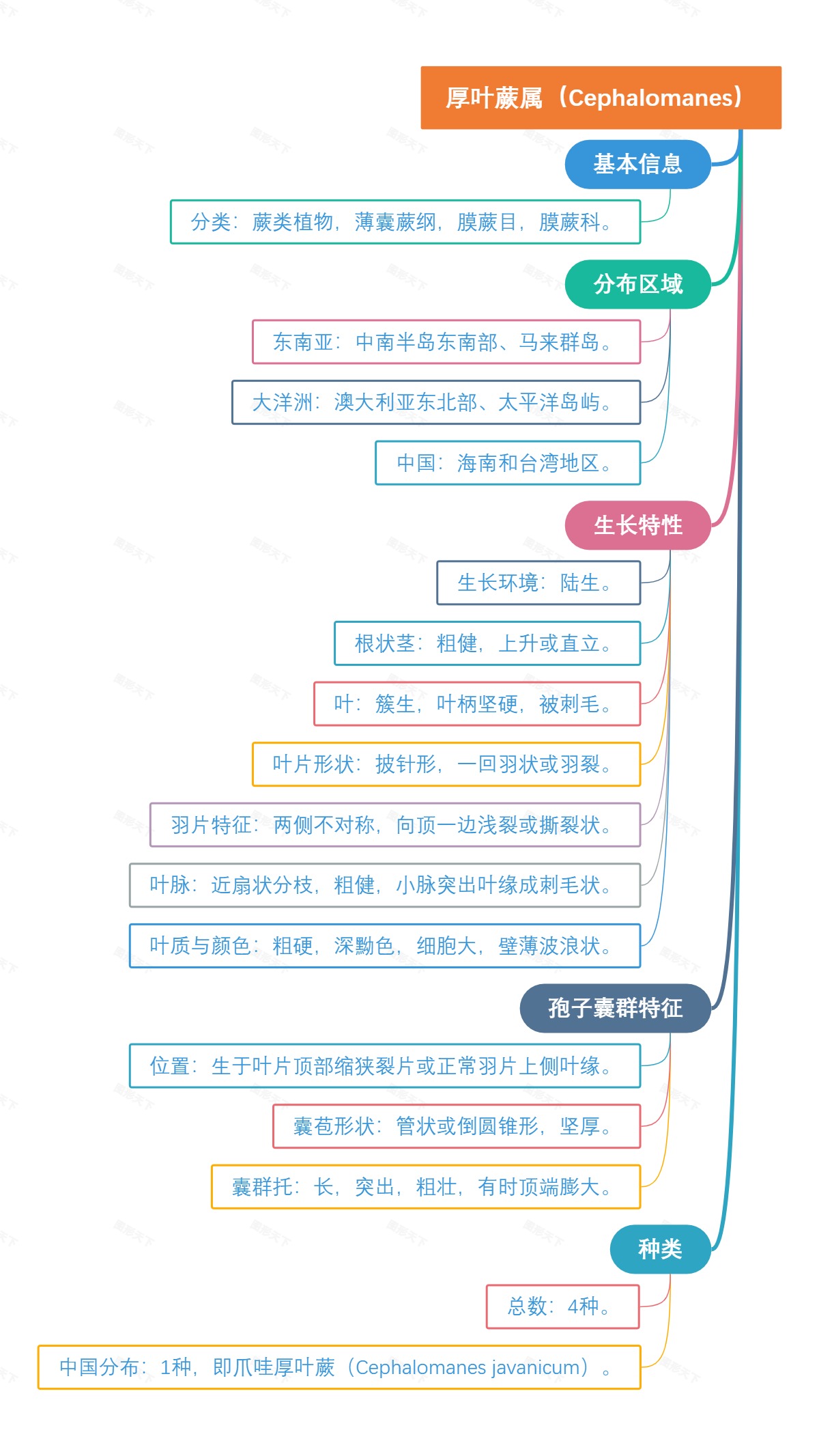 厚叶蕨属