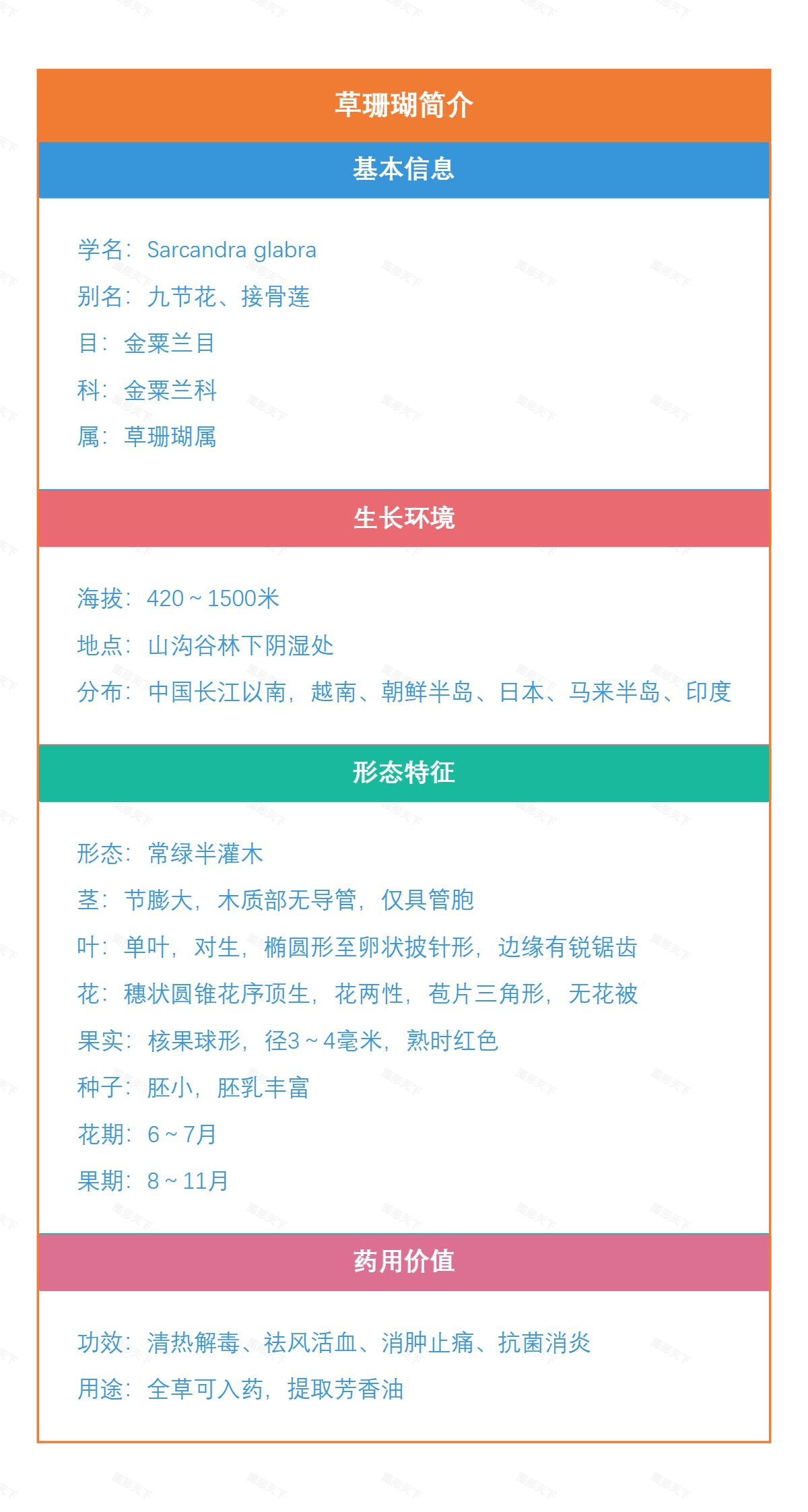 草珊瑚简介