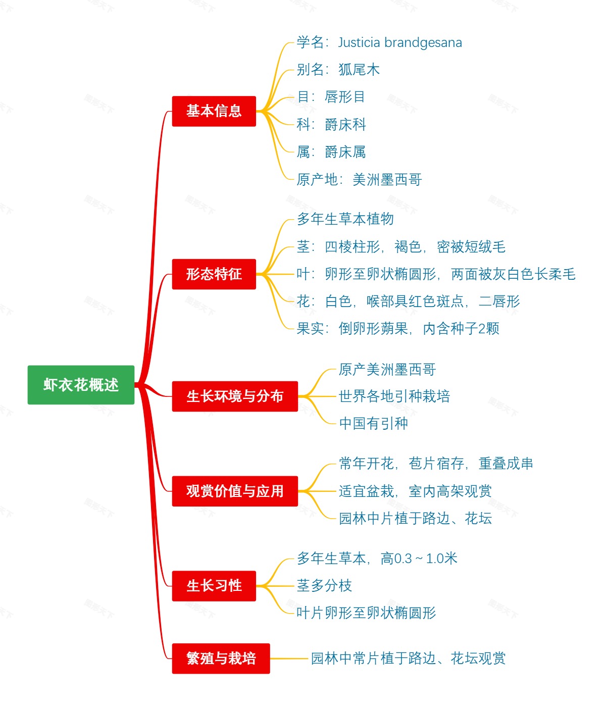 虾衣花概述