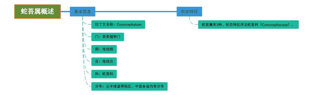 蛇苔属概述