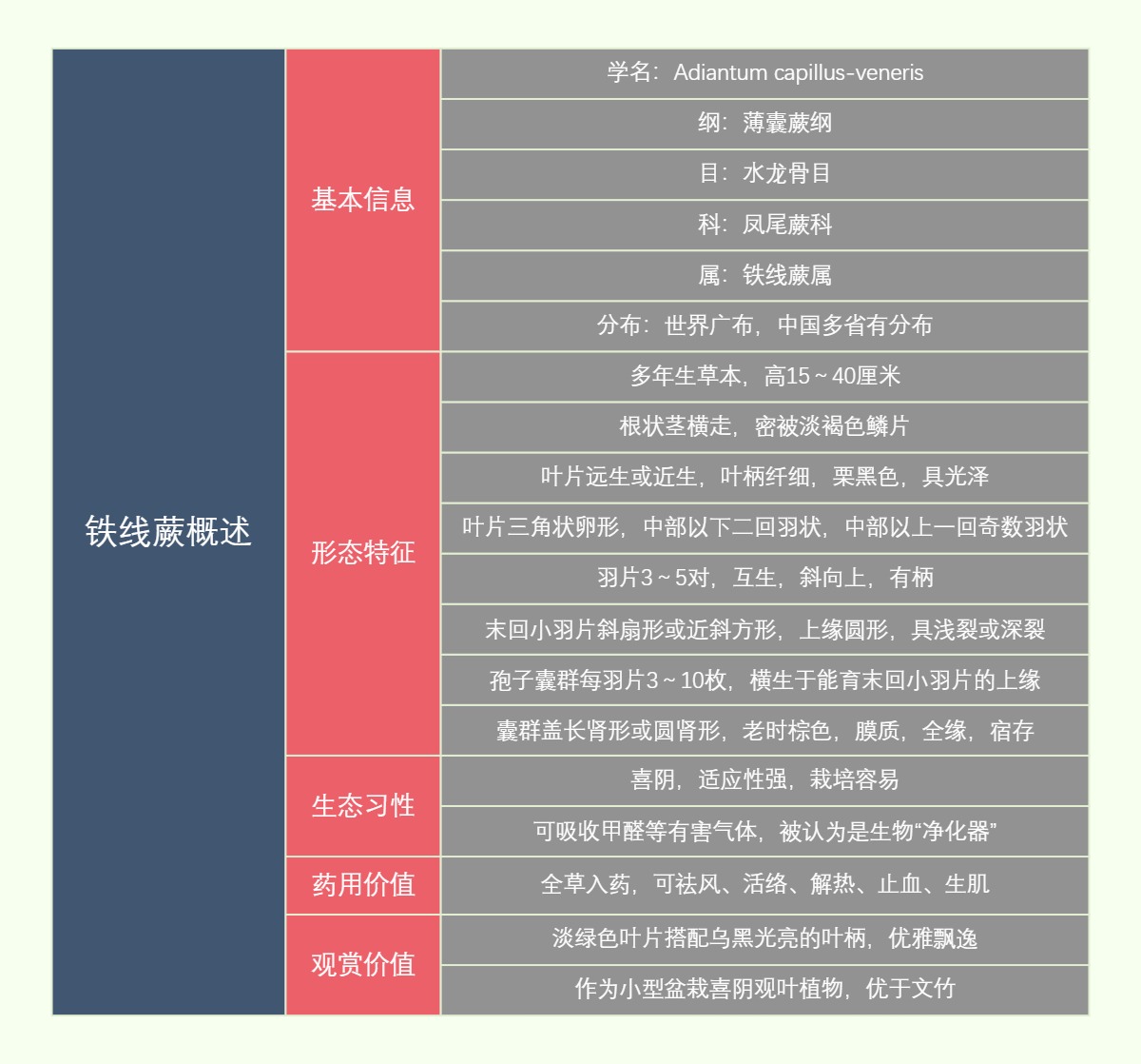 铁线蕨概述