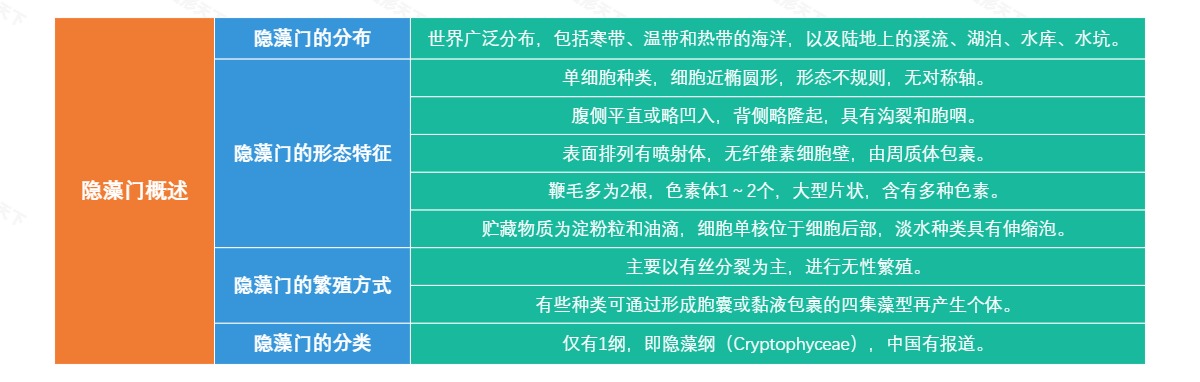 隐藻门概述