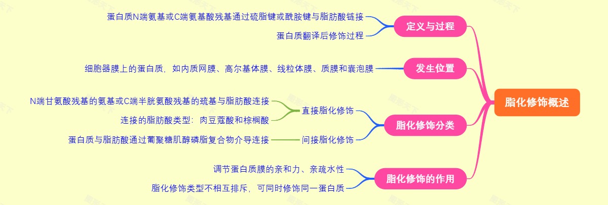 脂化修饰概述