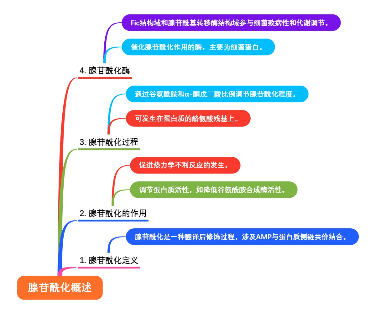 腺苷酰化概述