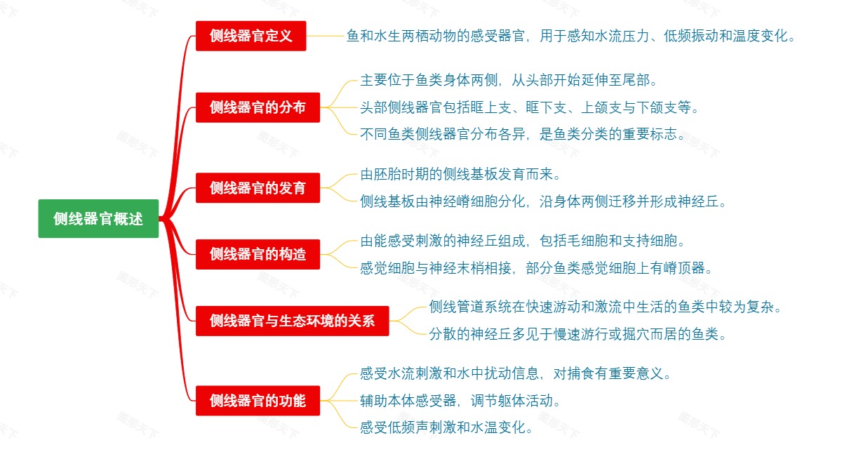侧线器官概述