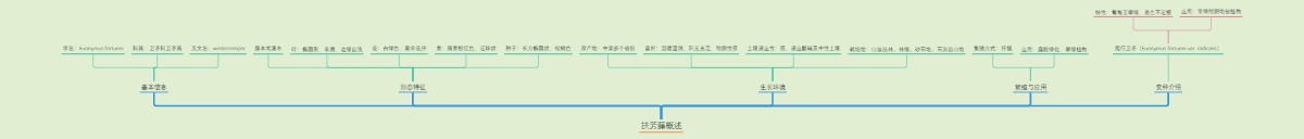 扶芳藤概述