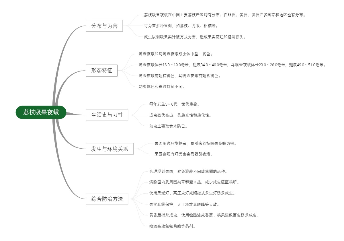 荔枝吸果夜蛾
