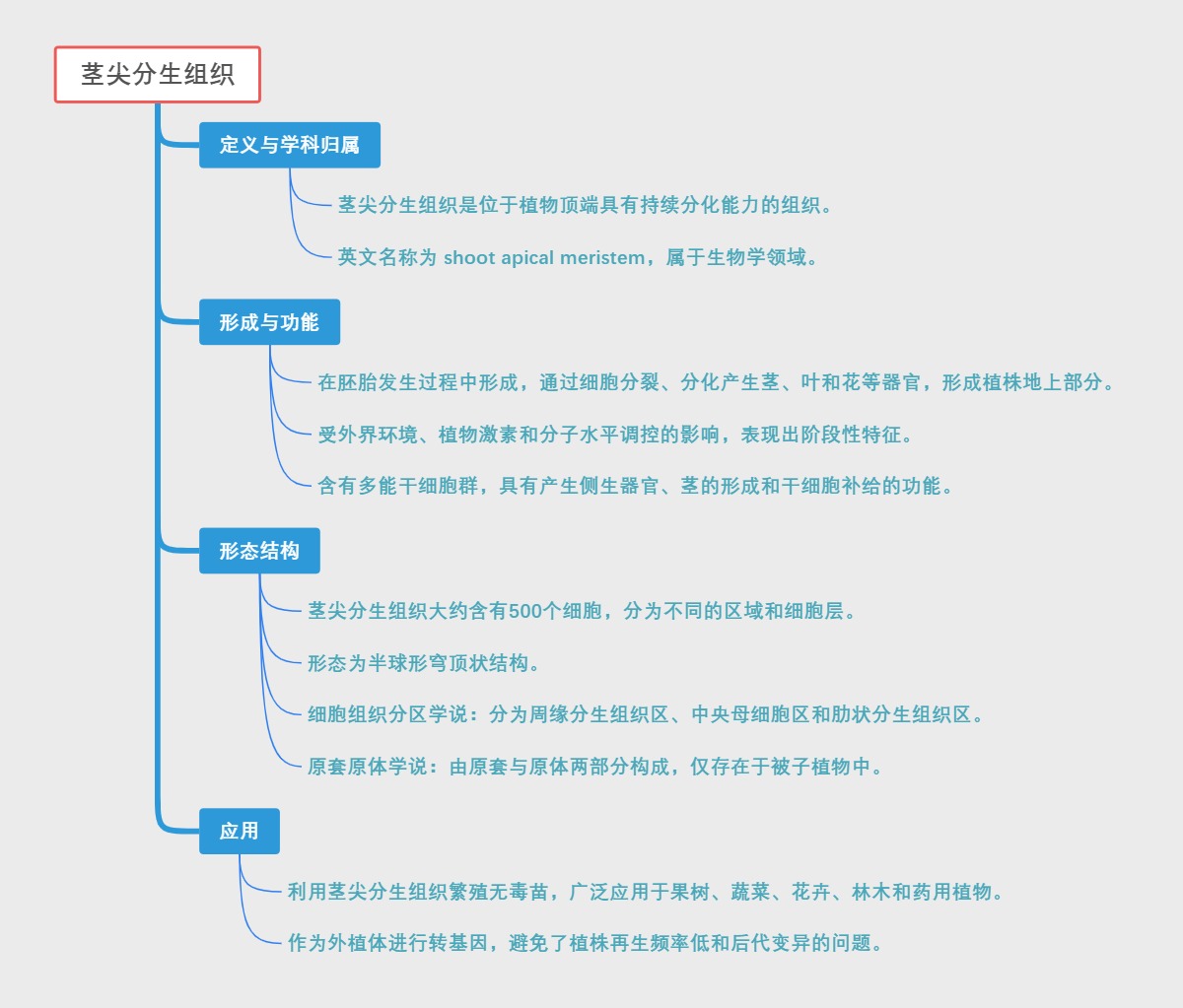 茎尖分生组织